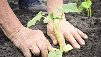 plant workshop